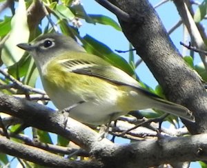 Hello Vireo!