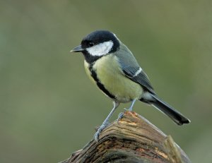 great tit