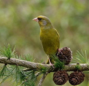 grenfinch