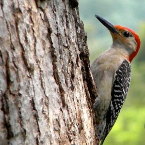 Male Red Bellied Woodpecker