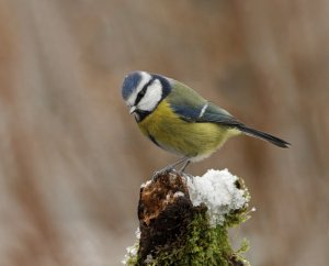blue tit in the snow