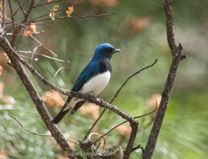 Blue-and-White Flycatcher