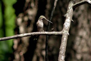 Ruby-throated hummingbird with spider