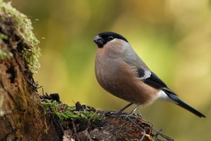 bullfinch female