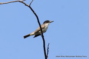 Giant Kingbird