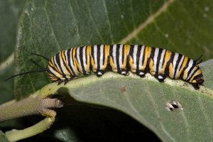 Monarch caterpillar