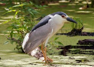 Black crowned night heron