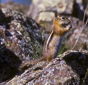 Golden Mantled Squirrel