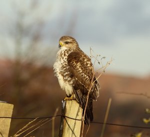 COMMON BUZZARD