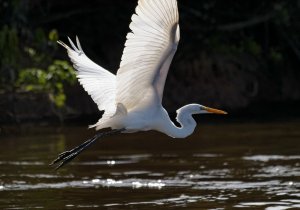 Great Egret