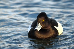 Tufted duck