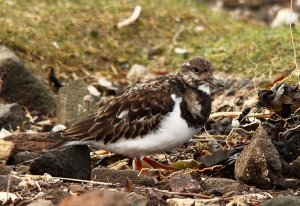 Turnstone