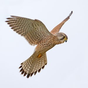 Common Kestrel