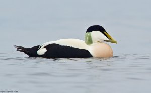 Common Eider