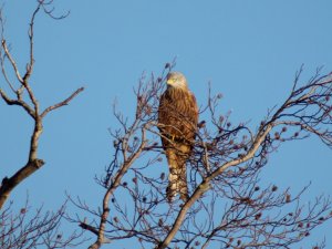 Red Kite