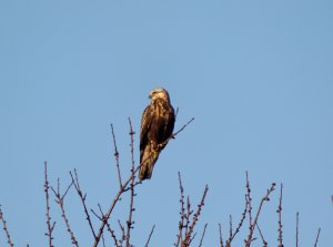 Common Buzzard