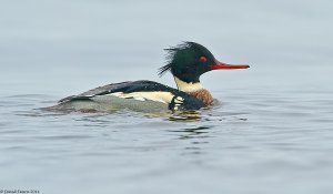 Red-breasted Merganser