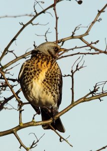 Fieldfare