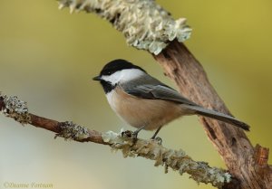 Black-capped Chickadee