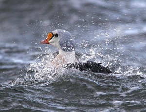 King Eider