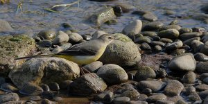 Grey Wagtail (plus message from Ken1940golf)