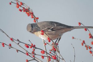 Northern Mockingbird