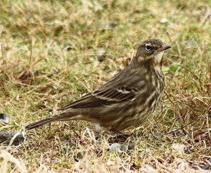 Rock pipit