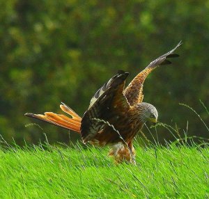 Red kite