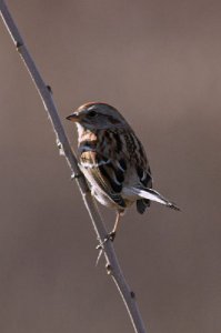 American Tree sparrow