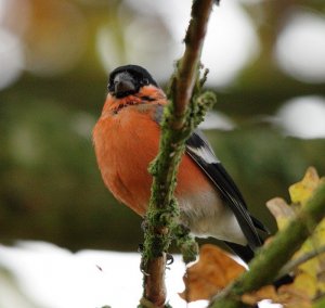 Bullfinch