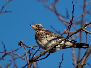 Redwing