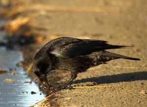 Carrion crow