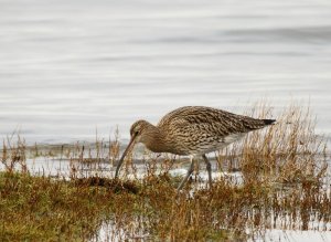 Curlew