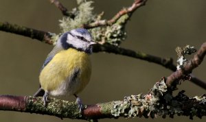 Bluetit and the lichen