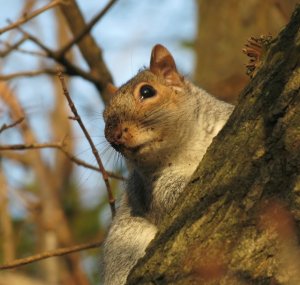 Squirrel in tree in late afternoon sun