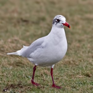 Mediterranean Gull