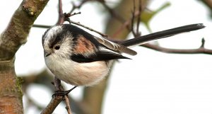 Long-tailed Tit(badly edited)