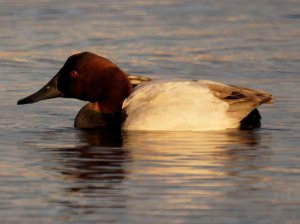 Canvasback at Sunset