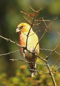 Crossbill