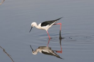 Black-winged Stilt