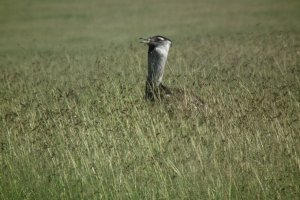 Kori Bustard