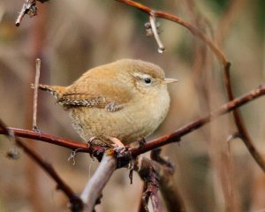 Wren