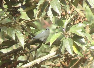 Snowy Cotinga