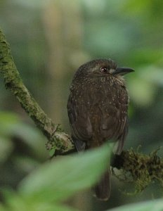 White-whiskered Puffbird