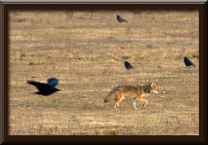 Coyote-Crow race