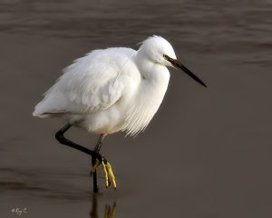 Little egret