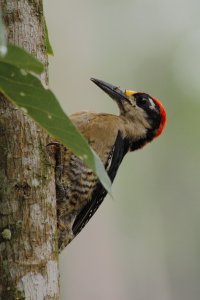 Black cheeked woodpecker?