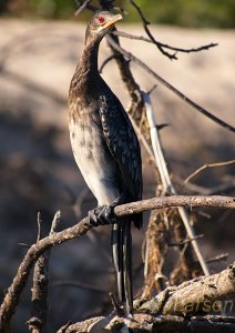 Long-tailed Cormorant