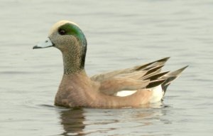 Debonair Male American Wigeon