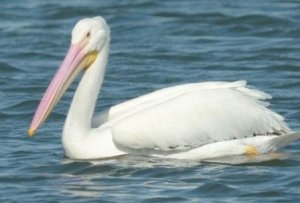 American White Pelican